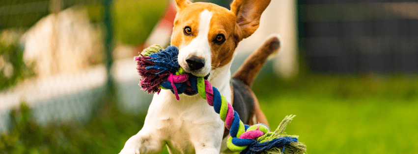 Juguetes para perros
