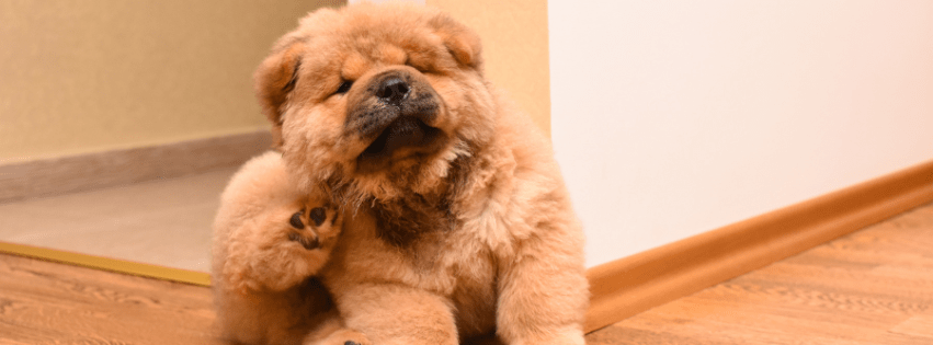 pulgas en perros