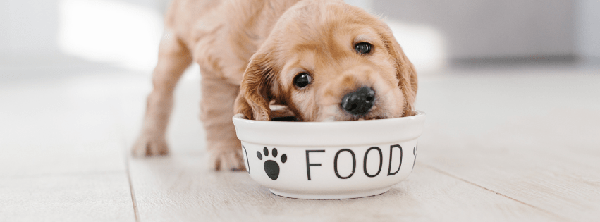 Alimentos naturales para perro