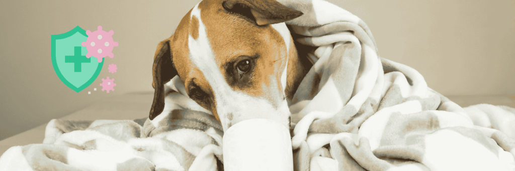 Diarrea en perros