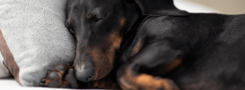 Alergias alimentarias en perros y gatos