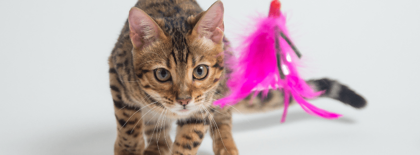 ejercicio para gatos