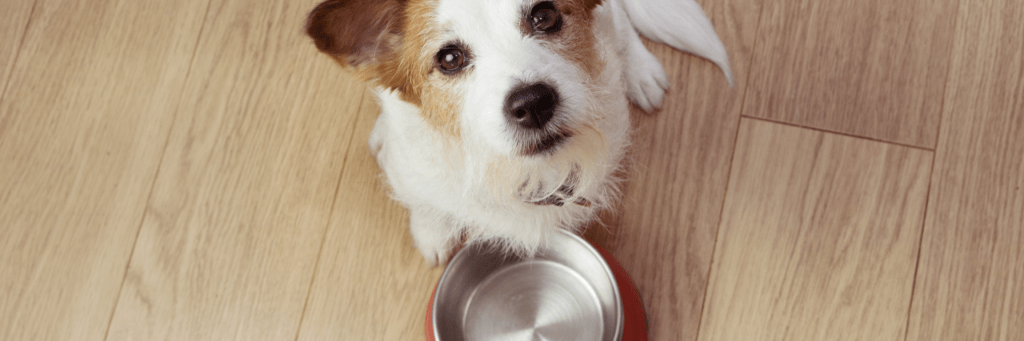 mejor croqueta para perro