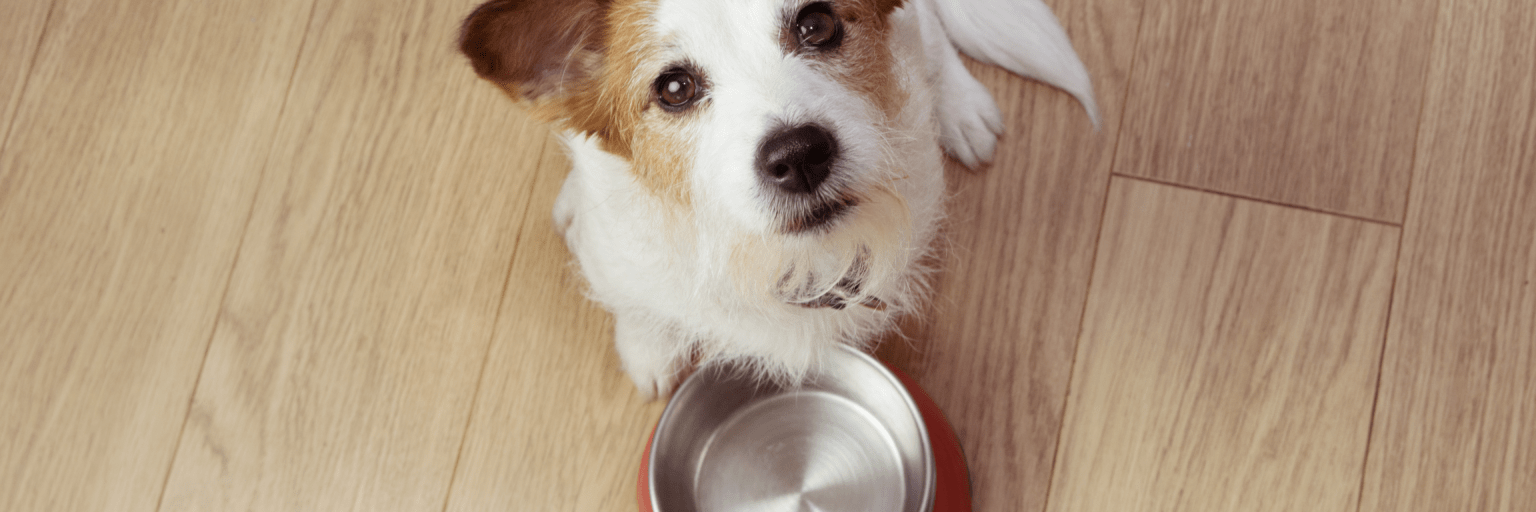 mejor croqueta para perro