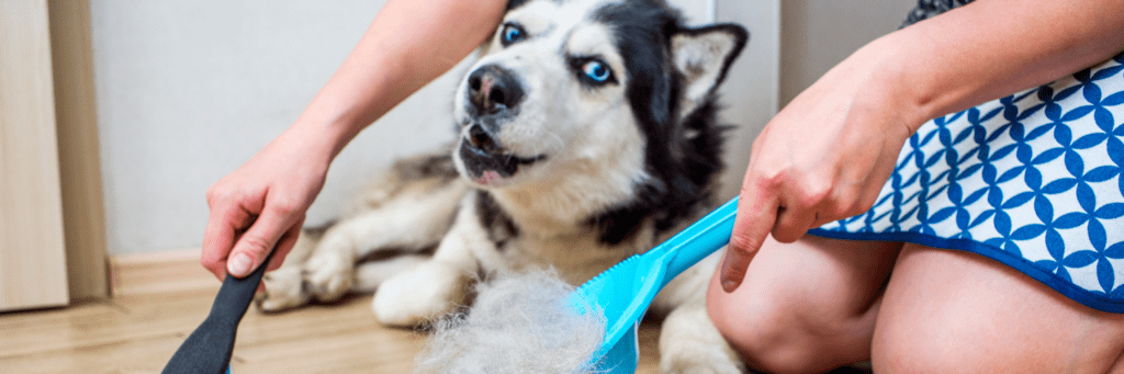 Perros con Mucho Pelo