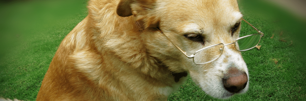 Cuidado para Mascotas de Edad Avanzada