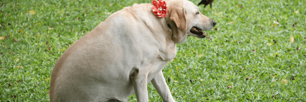 Obesidad en Perros