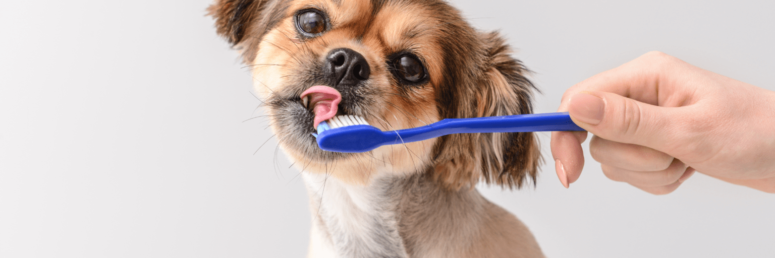 Dientes de tu mascota
