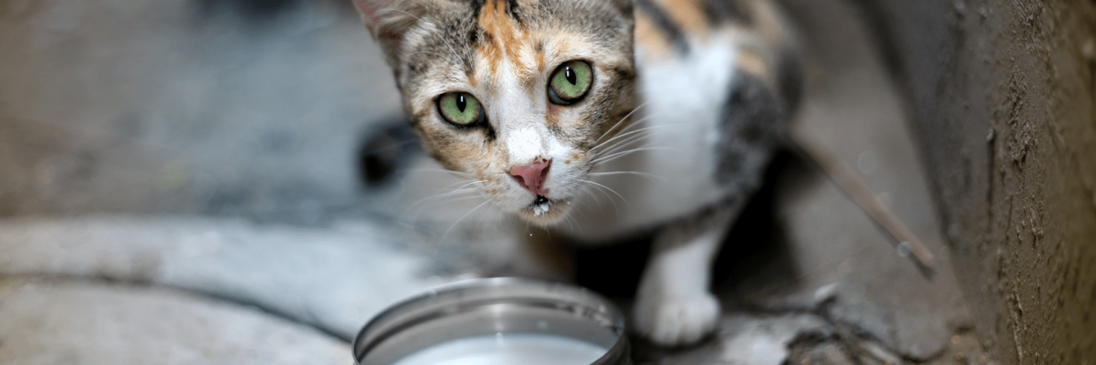Alergias en Gatos