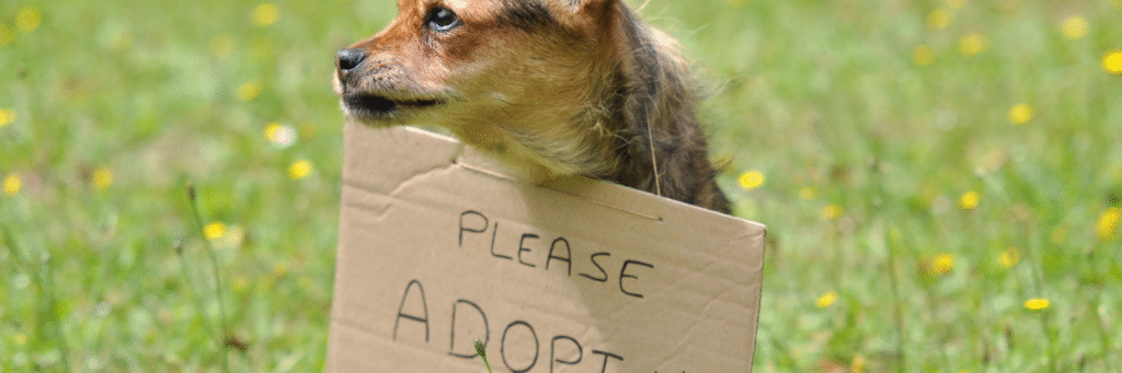 Perros en adopción