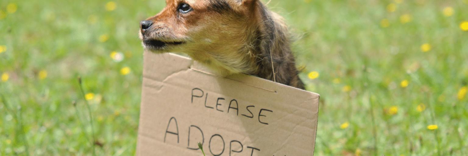 Perros en adopción