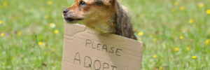 Perros en adopción