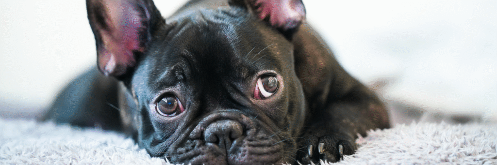 Bulldog francés