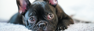 Bulldog francés