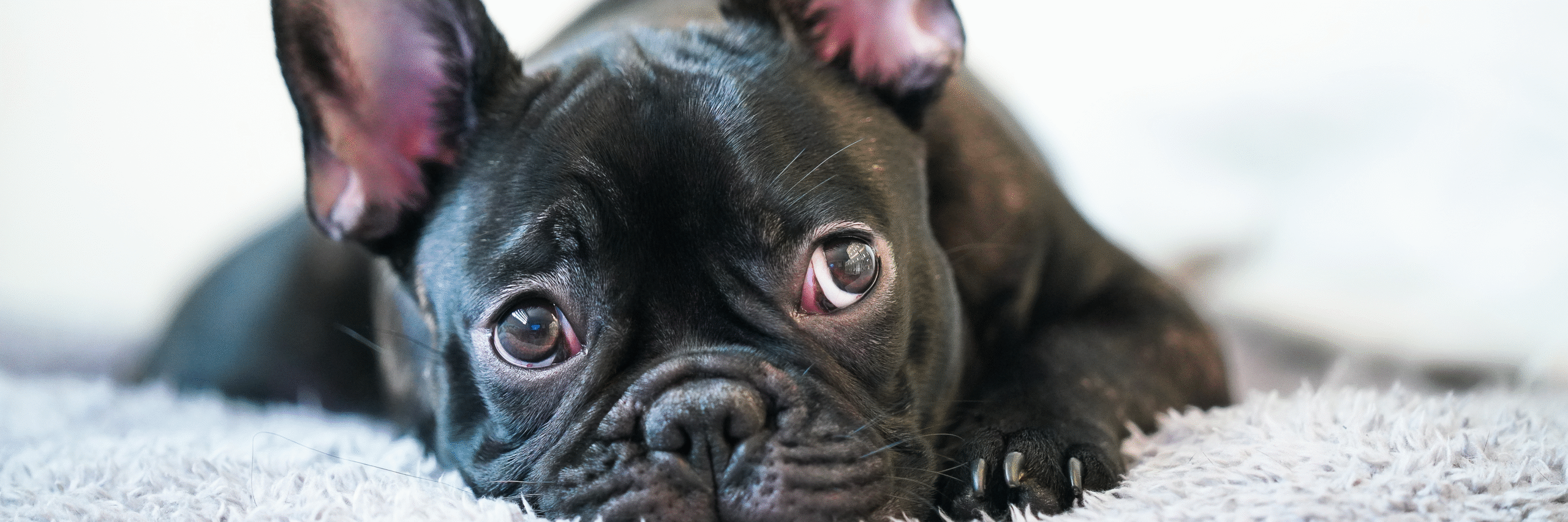 Bulldog francés