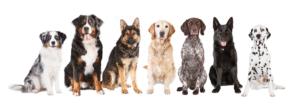 perros de razas grandes
