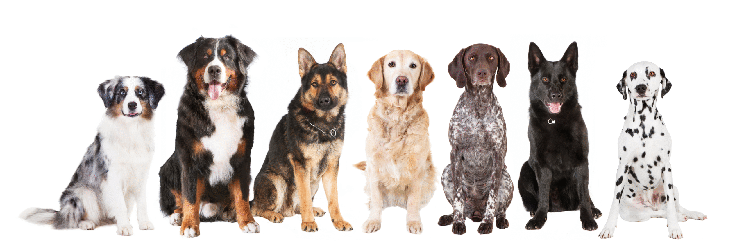 perros de razas grandes